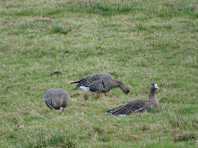 球队的短期 球队的短期
